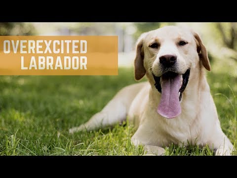 The Balanced K-9, LLC video.