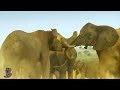 Wildlife Africa Wildanimals Wildlife Zebra Hindi