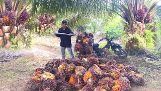 Download lagu PANEN SAWIT RAJA OBROK, HASIL PANEN MASIH LUMAYAN mp3 Download lagu PANEN SAWIT RAJA OBROK, HASIL PANEN MASIH LUMAYAN mp3