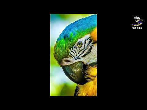 Programa: Caminho da Roça - 16/01/26 - Parte 1 - Apresentação: Paulinho