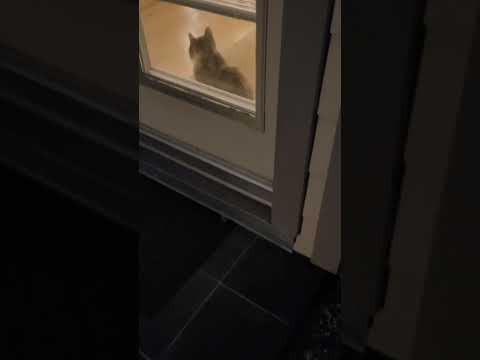 Thomas Peepers Insurance 👀 #catshorts #catvideos #snl