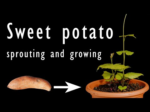 Sweet potato plant sprouting and growing - time lapse [4K]