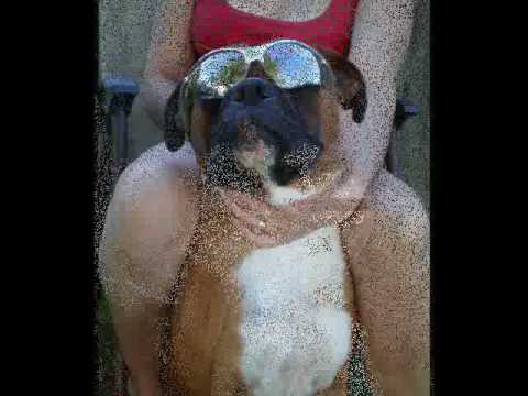 My Boxer Dog CHACHO!