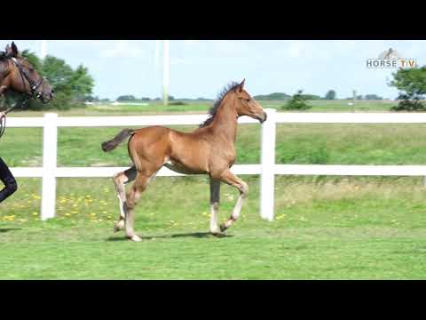 Hengstfohl von United Way x Contendro x Contender