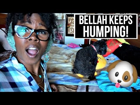 My Dog Keeps HUMPING Stuff! ★Dr. BBBD Vlog 31 (October 24, 2016)★ Video