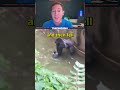 The unknown story of Harambe
