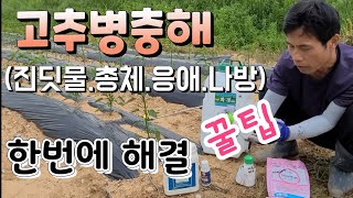 고추농사 돈 되게 하려면 지금부터 한방에  예방법?  진딧물.총채.응애.담배나방 예방