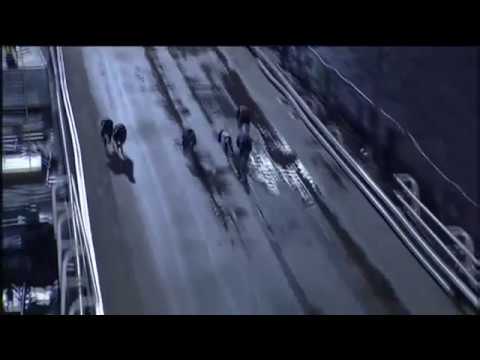 BGBF British Bred Heat 2 - Romeo Mandate