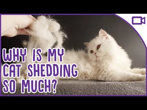 YouTube video about: Why does my cat shed so much?