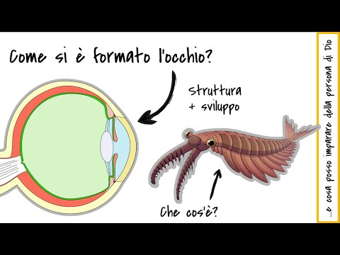 Come si è formato l'occhio?