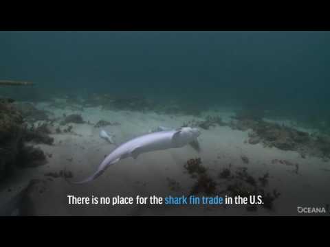 Save Sharks and Restore Our Oceans
