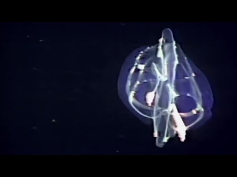 Glowing Jellyfish in the Deep Ocean