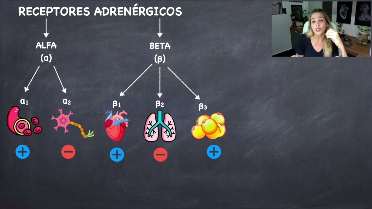 Receptores Adrenérgicos