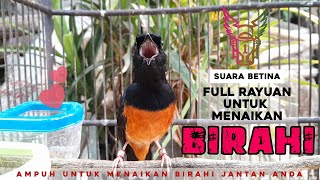 Download lagu SUARA RAYUAN MURAI BATU BETINA | AMPUH UNTUK NAIKAN BIRAHI MURAI BATU JANTAN mp3