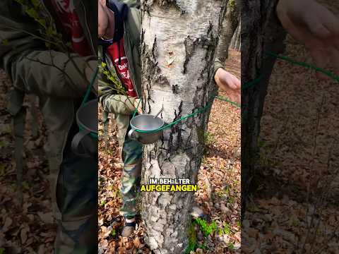 Find tree water?😨💦 #bushcraft #water #waterfilter #survivalhacks #goodtoknow #birchwater