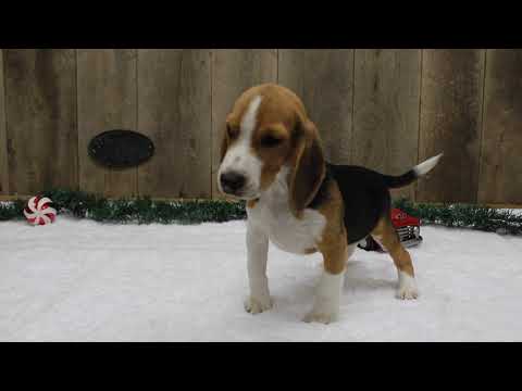 Just look at this little handsome man! He is the one you have been looking for!