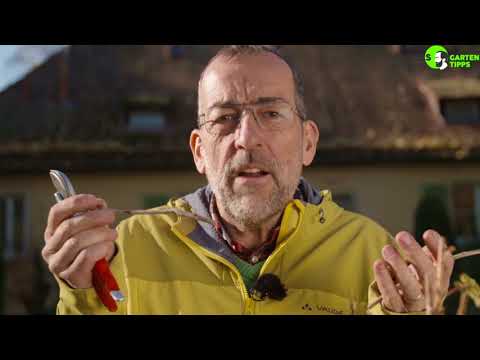 Rückschnitt von Johannisbeeren - Gartentipps von Volker Kugel