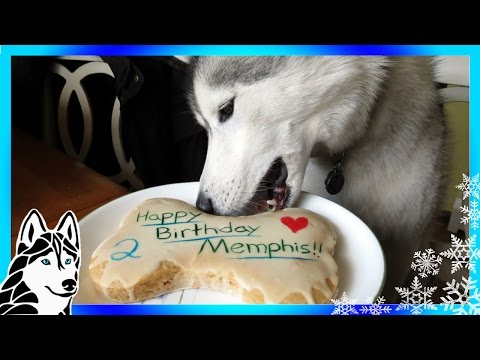 HOW TO MAKE A DOG BIRTHDAY CAKE Easy Recipe DIY | Snacks with the Snow Dogs 31