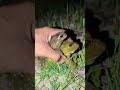 Boing boing the frogs how catch frogs funny | catch frogs jumping funny | tep longheng funny frog
