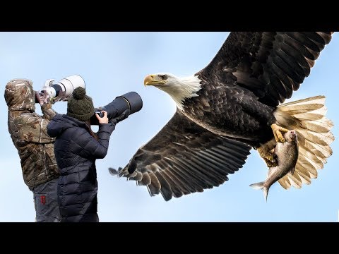 How to Photograph Flying Birds