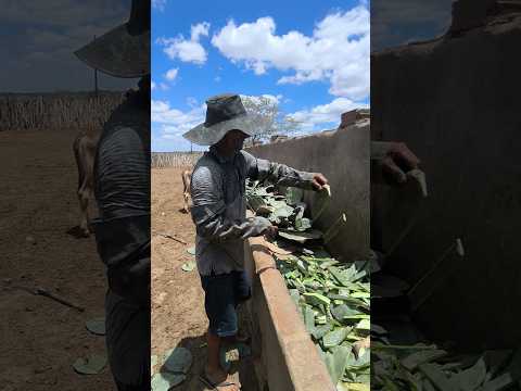 AÍ É LIGEIRO NA TRINCHA PARA CORTAR PALMA EM OLIVEDOS NA PARAÍBA