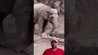 Elefante Ajudando a Gazelinha 😱