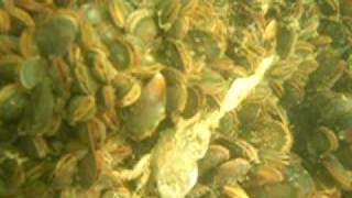 preview picture of video 'mud crab on mussel bed'