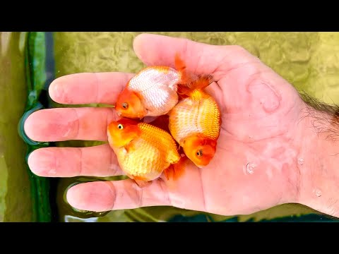 How to create thousands of baby goldfish - Complete goldfish breeding guide