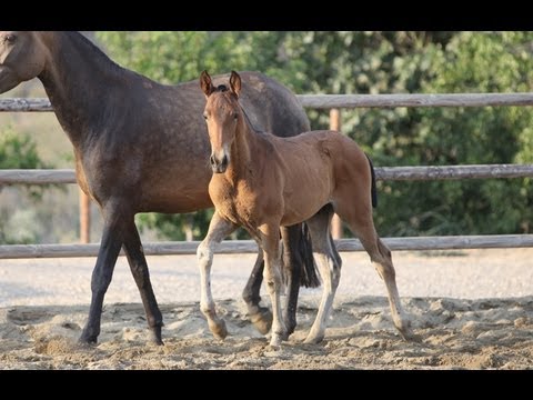 Mojácar Dimoba - Julio 2013