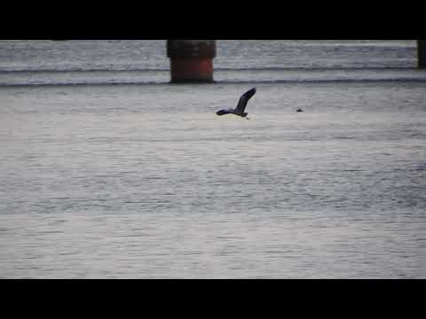 heron tries to take chick in water