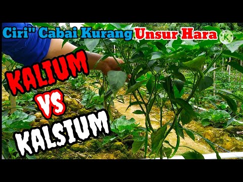 , title : 'Cabai kurang Kalium Dan Kalsium, ciri ciri dan perbedaan cabe kurang kalium dan kalsium'