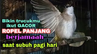 Download lagu 1 jam pancingan masteran trucukan ropel subuh JOS untuk teman trucuk anda saat pagi hari mp3 Download lagu 1 jam pancingan masteran trucukan ropel subuh JOS untuk teman trucuk anda saat pagi hari mp3