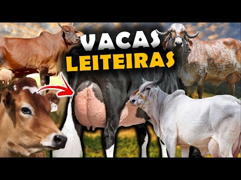 AS 7 PRINCIPAIS RAÇAS DE GADO DE LEITE DO BRASIL! - RAÇAS LEITEIRAS