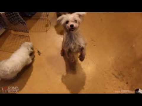 download lagu mp3 mp4 Maltese Rescue Chicago, download lagu Maltese Rescue Chicago gratis, unduh video klip Maltese Rescue Chicago