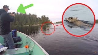 4 Scary Wolf Encounters That Will Make You Feel Uneasy (Part 2)