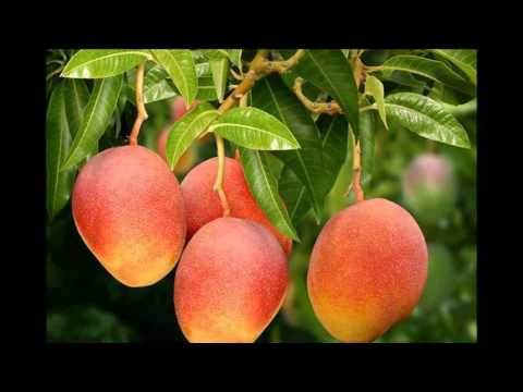 Alceu Valença - MORENA TROPICANA (Tropicana - Manga Rosa) - Alceu Valença