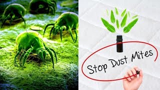 Dust Mites In Mattress | Essential Oils for Dust Mites | How To Get Rid Naturally Eucalyptus Oil
