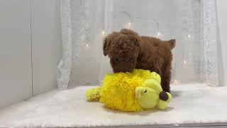 トイプードルの動画01