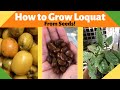 How to Grow Loquats from Seed