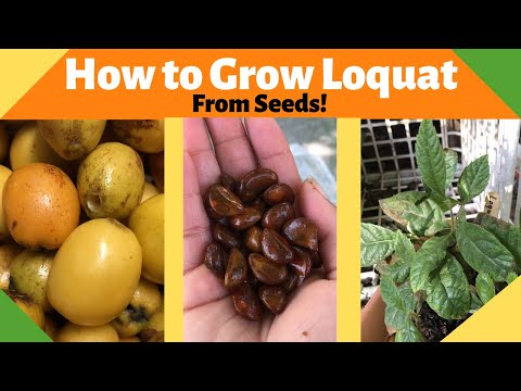 YouTube video about: What are loquat seeds?
