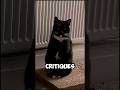 Tuxedo Cat Loud Proud
