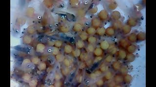 telurfuzziblog: Telur Ikan Koi