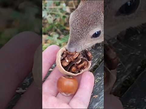 冬にリスに餌をやる 自然と動物