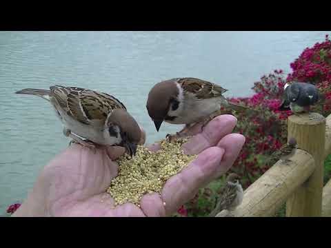 餌を貰いに手の上に来る雀達 20230425pm 17（天満宮雨の日）
