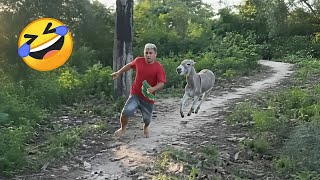 TENTE NÃO RIR: MELHOR COMPILAÇÃO DE VÍDEOS ENGRAÇADOS + MEMES