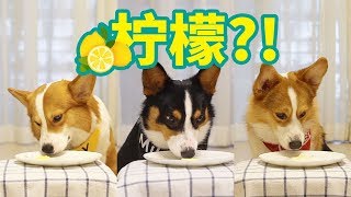 [問卦] 柯基是不是很愛偷看別人