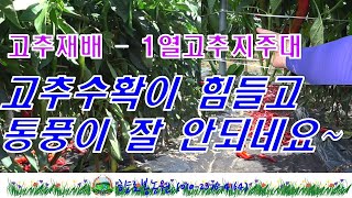 고추재배 - 1열고추지주대의 단점을 확인했습니다.~!~