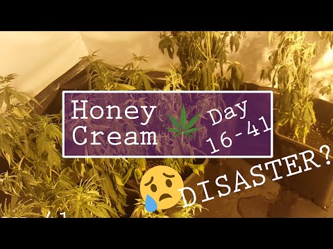 , title : 'Honey Cream - Day 16 to 41 - A DISASTER? 😰 - Indoor Cannabis Grow Room'