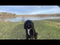 Dog Friendly Day Out At Rother Valley Country Park