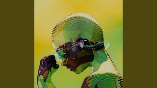 Mezzotint Gliss (Instrumental)